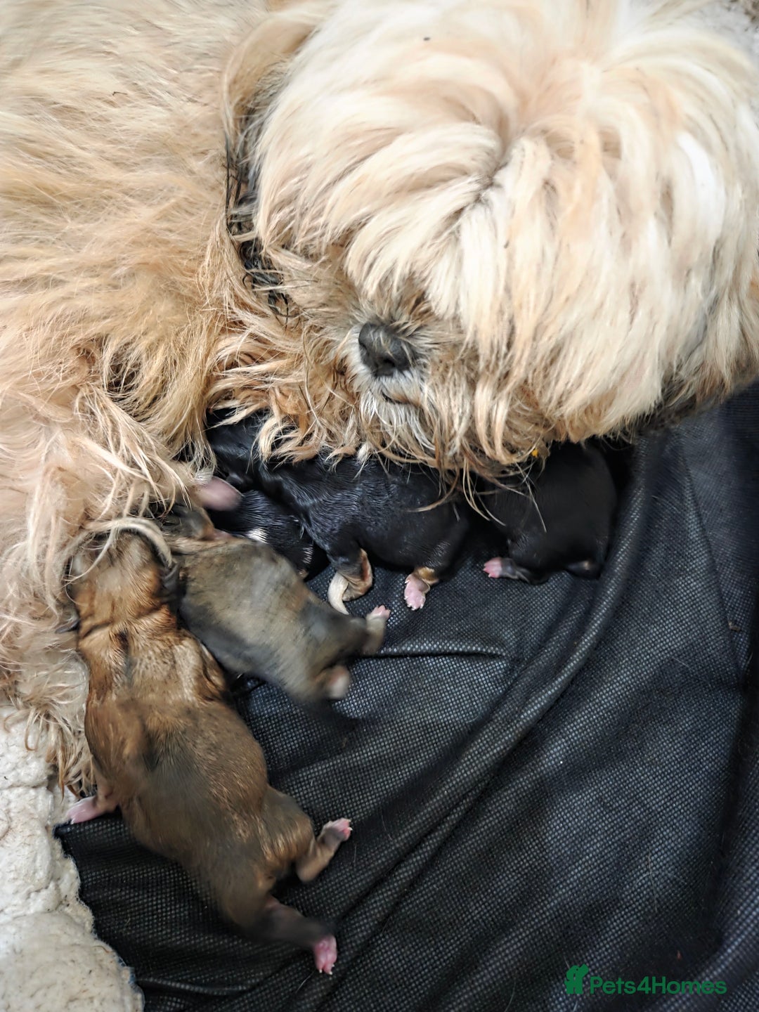 Mixed Breed dogs for sale: Puppies  - Advert 6