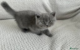 British Shorthair cats for sale: Pedigree BSH kittens  - Image 1