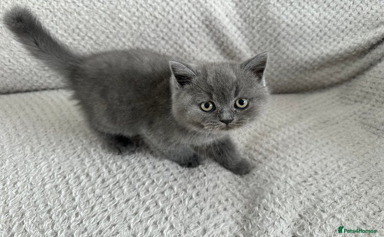 British Shorthair cats - Advert 16
