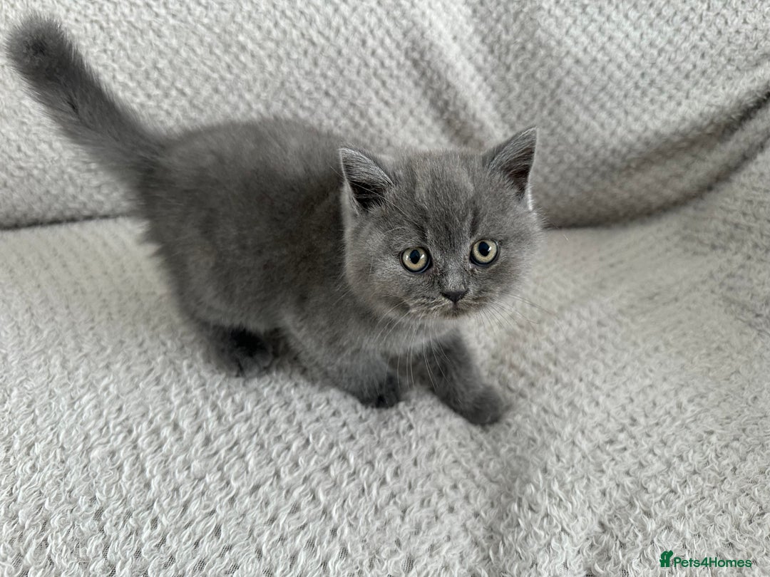British Shorthair cats for sale: Pedigree BSH kittens  - Image 1