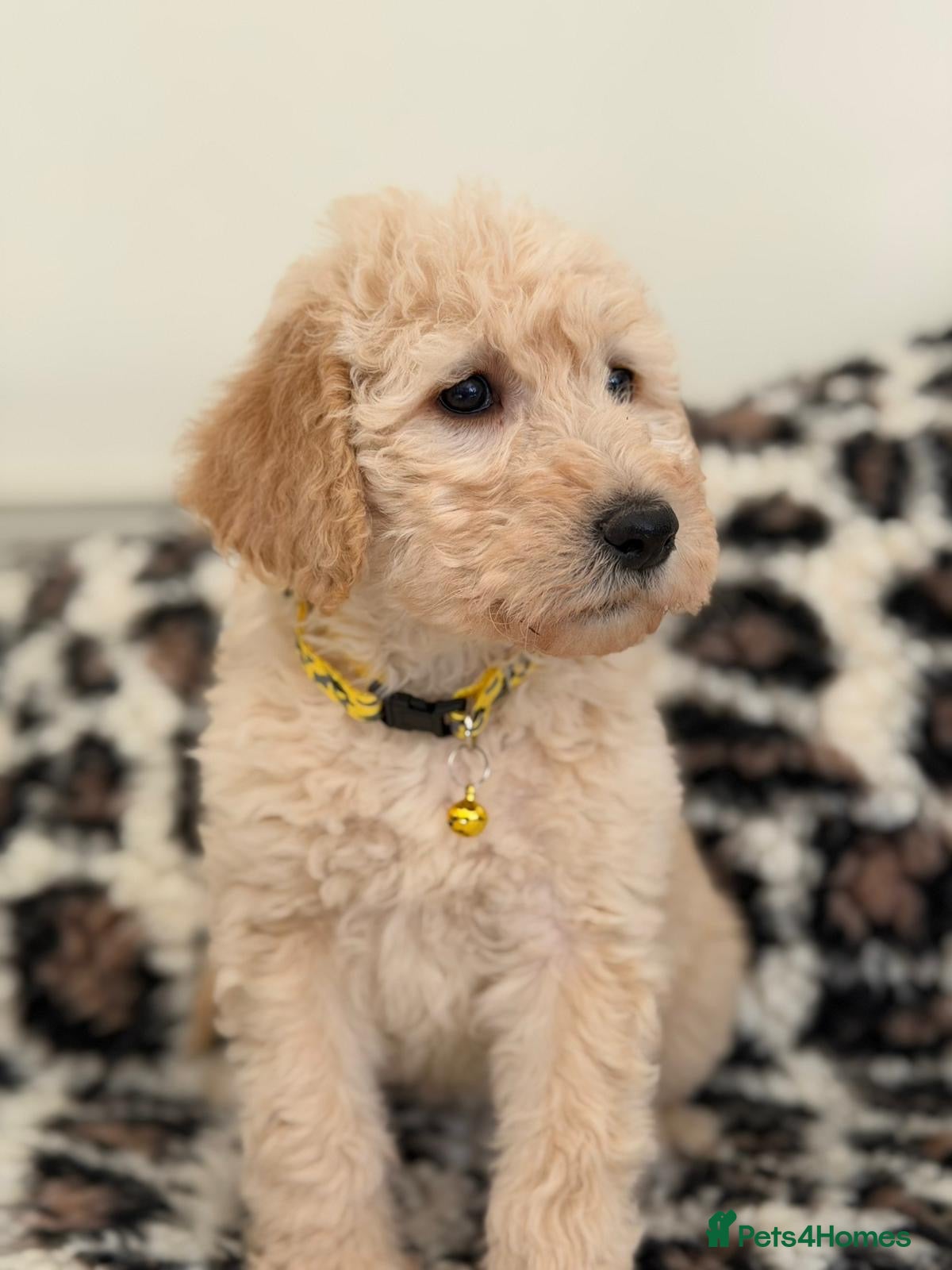 Labradoodle dogs Adorable Standard Labradoodle Puppies - Advert 1