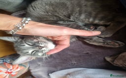 Mixed Breed cats for sale: mix Bengal and Norweign Forrest Kittens - Advert 5