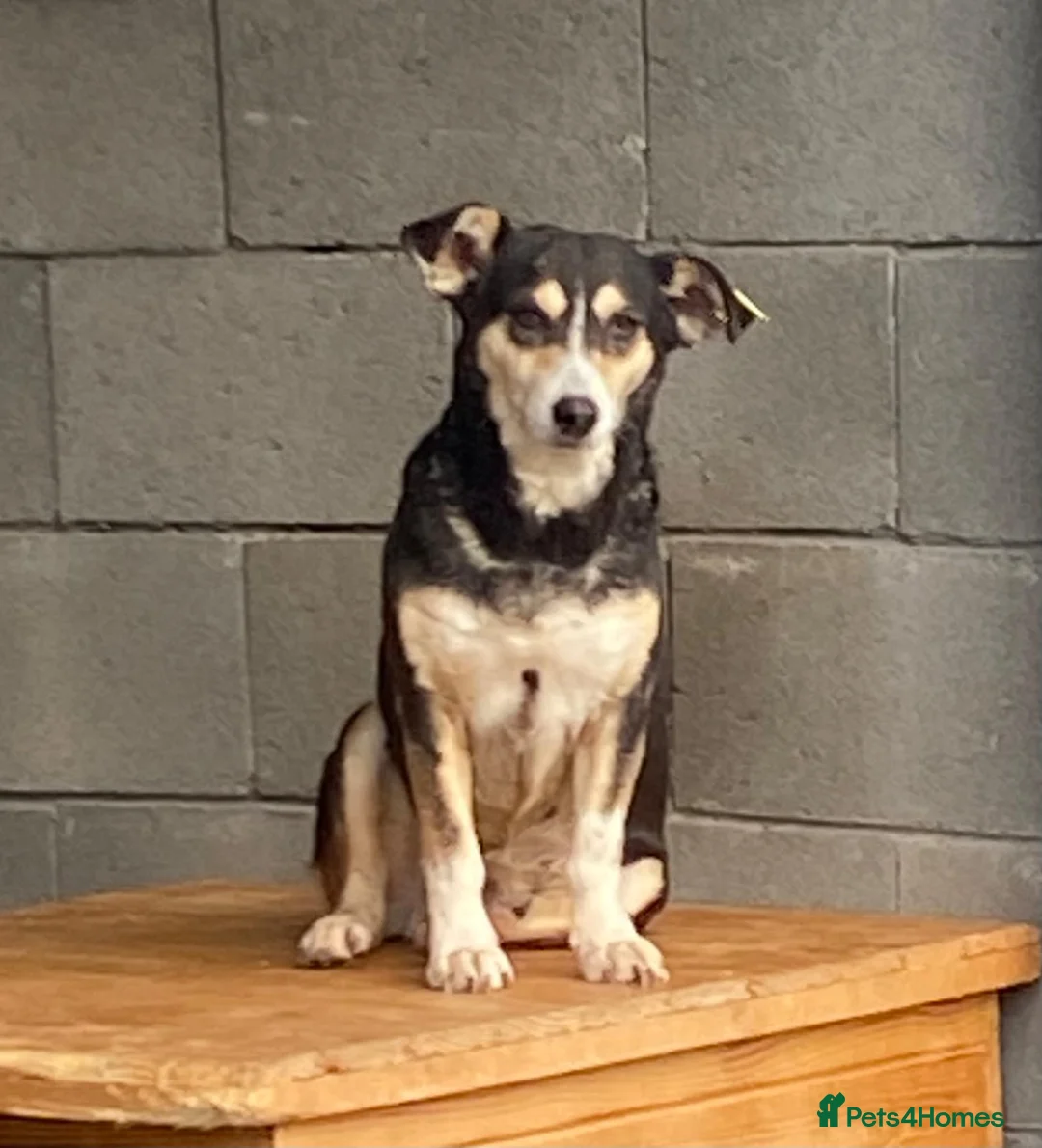 Mixed Breed dogs for adoption: Sybil, Approx 7 years. Available for adoption. - Advert 3