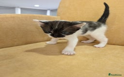 British Shorthair cats for sale: 4 beautiful Kittens available  - Image 4