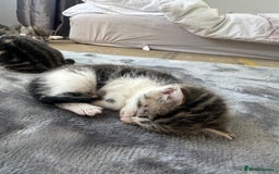 Bengal cats for sale: 5 Beautiful Bengal kittens  - Image 6