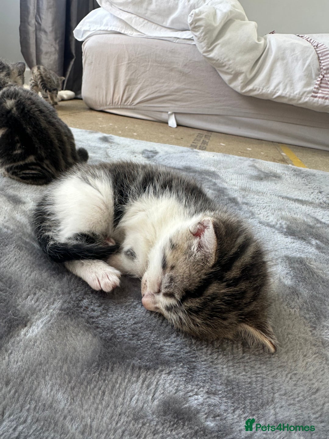 Bengal cats for sale: 5 Beautiful Bengal kittens  - Image 6