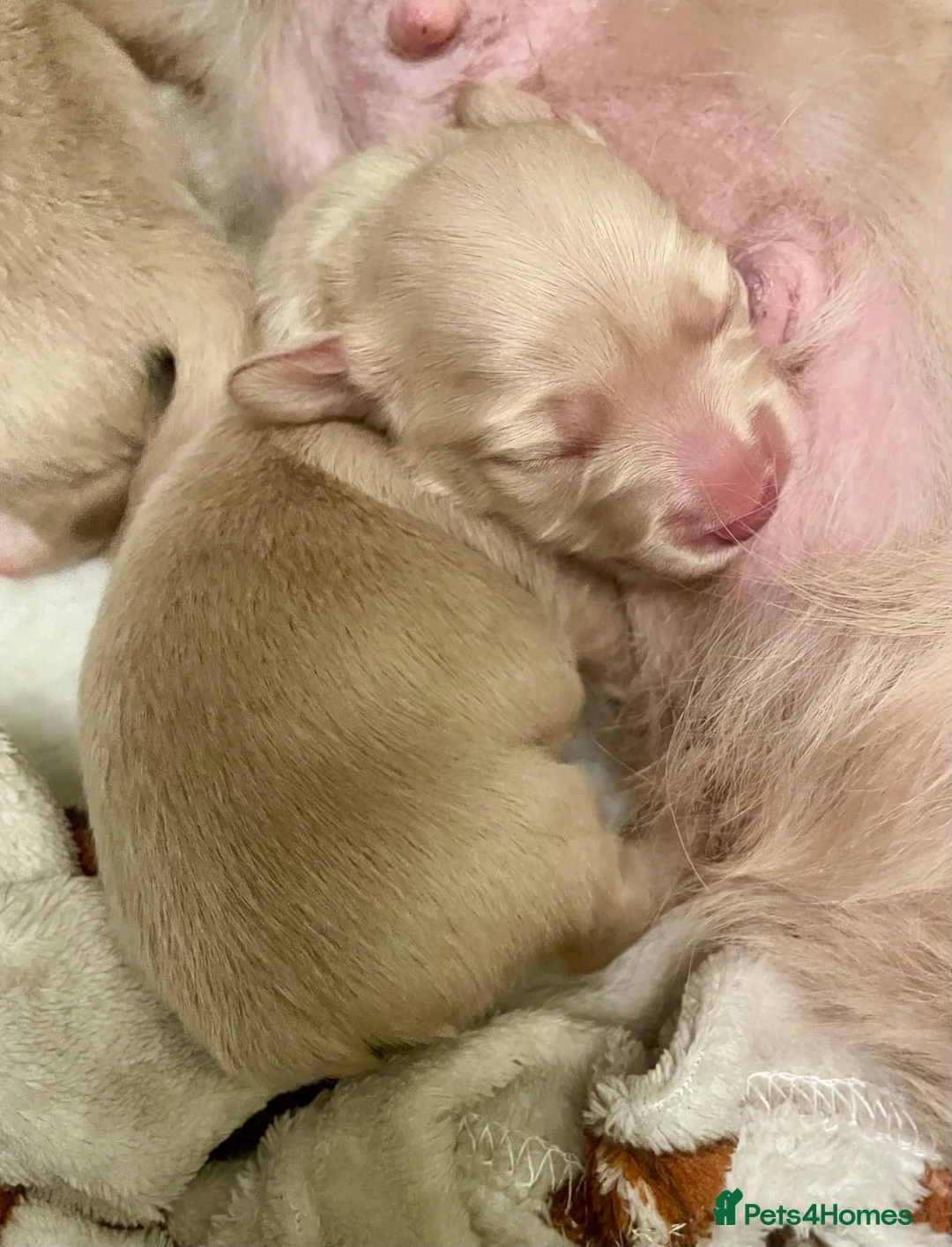 Miniature Dachshund dogs for sale: KC Miniature Long haired Cream dachshunds  - Advert 1