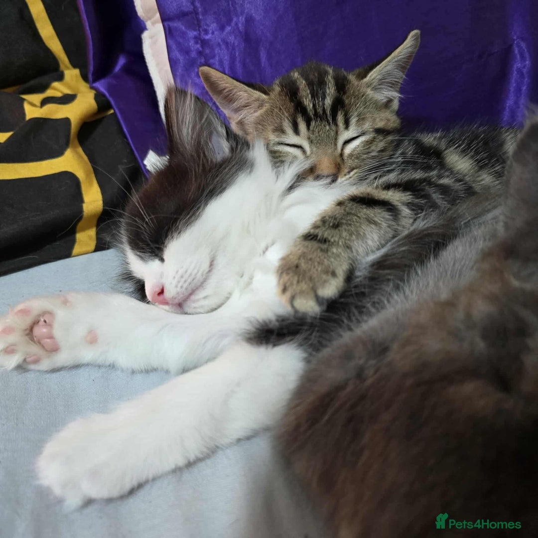 Mixed Breed cats for sale: 4 kittens for sale - Advert 3