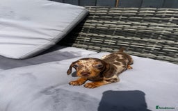 Miniature Dachshund dogs for sale: Miniature dachshund reddy for new homes - Image 5