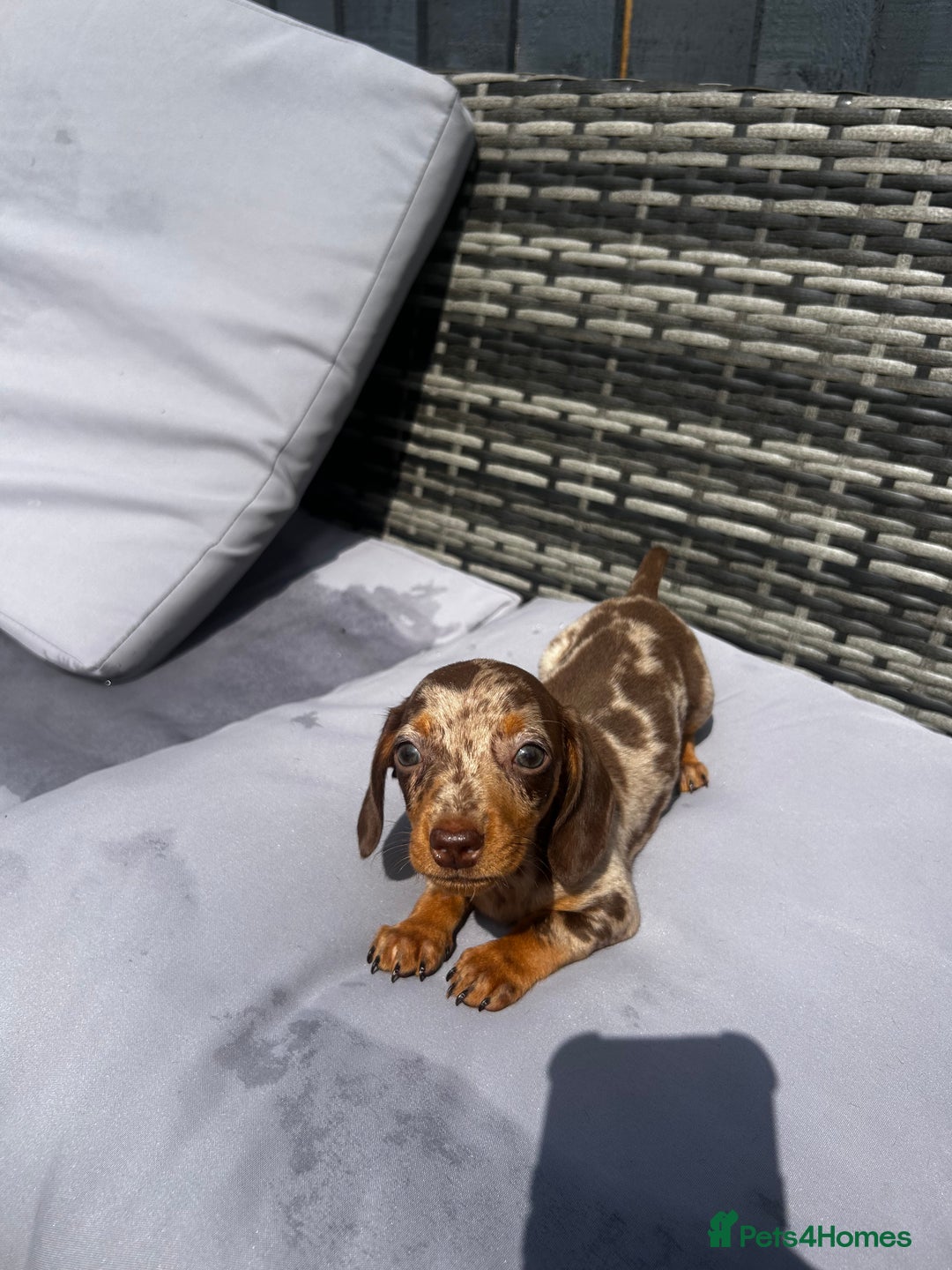 Miniature Dachshund dogs for sale: Miniature dachshund reddy for new homes - Image 5