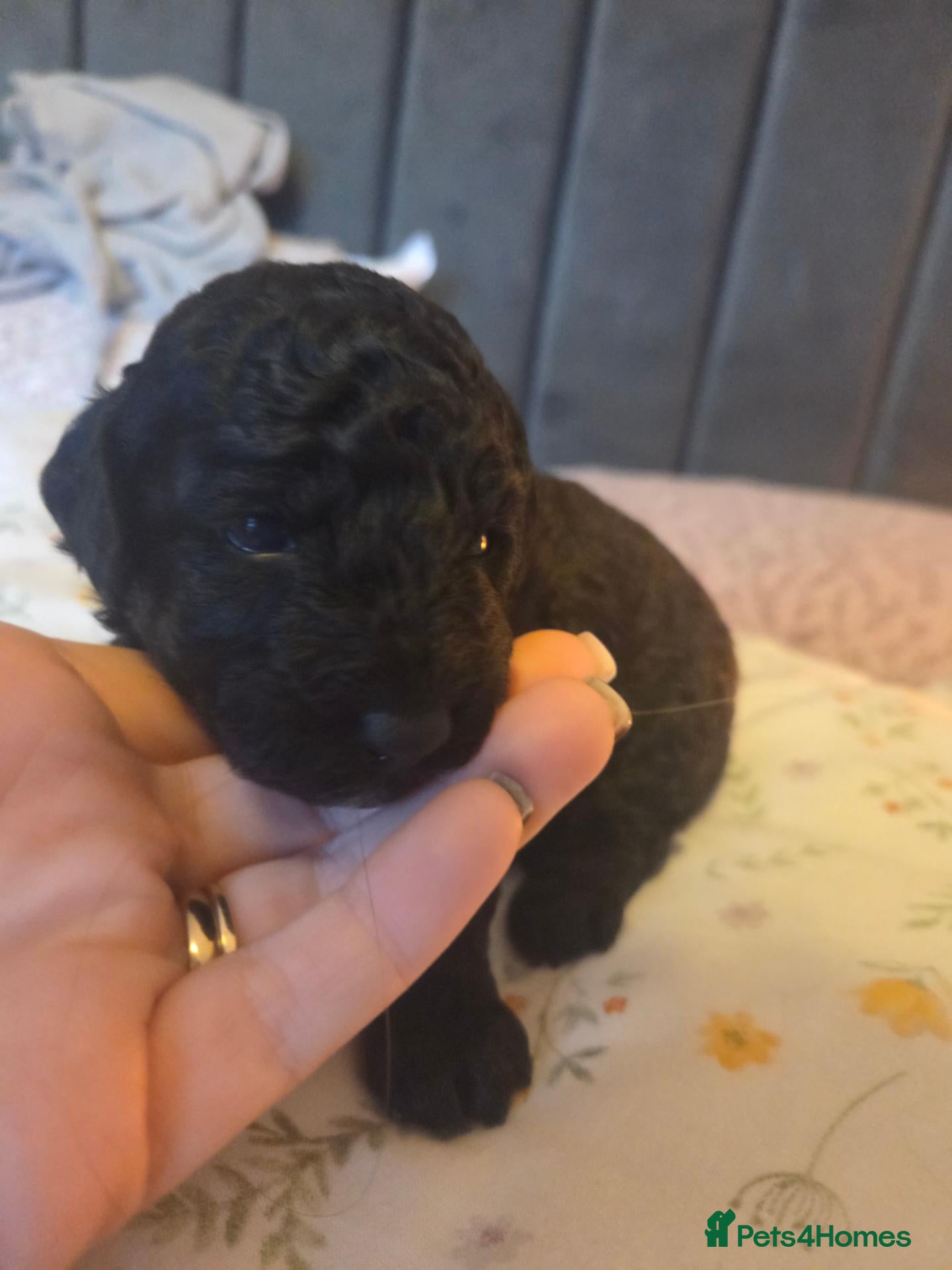 Toy Poodle dogs for sale: *JUST 1 PUP LEFT* Beautiful KC Toy Poodle Puppies - Advert 2