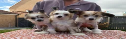 Chinese Crested dogs for sale: Outstanding Chinese Crested Babies in Spennymoor - Advert 4