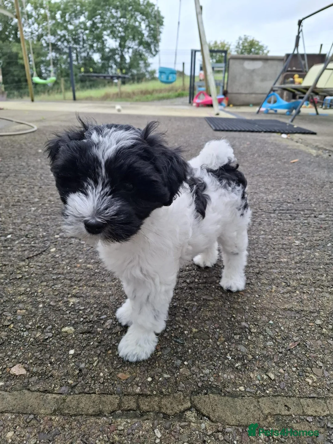 Tibetan Terrier dogs for sale: KC registered Tibetan Terrier's - Advert 13