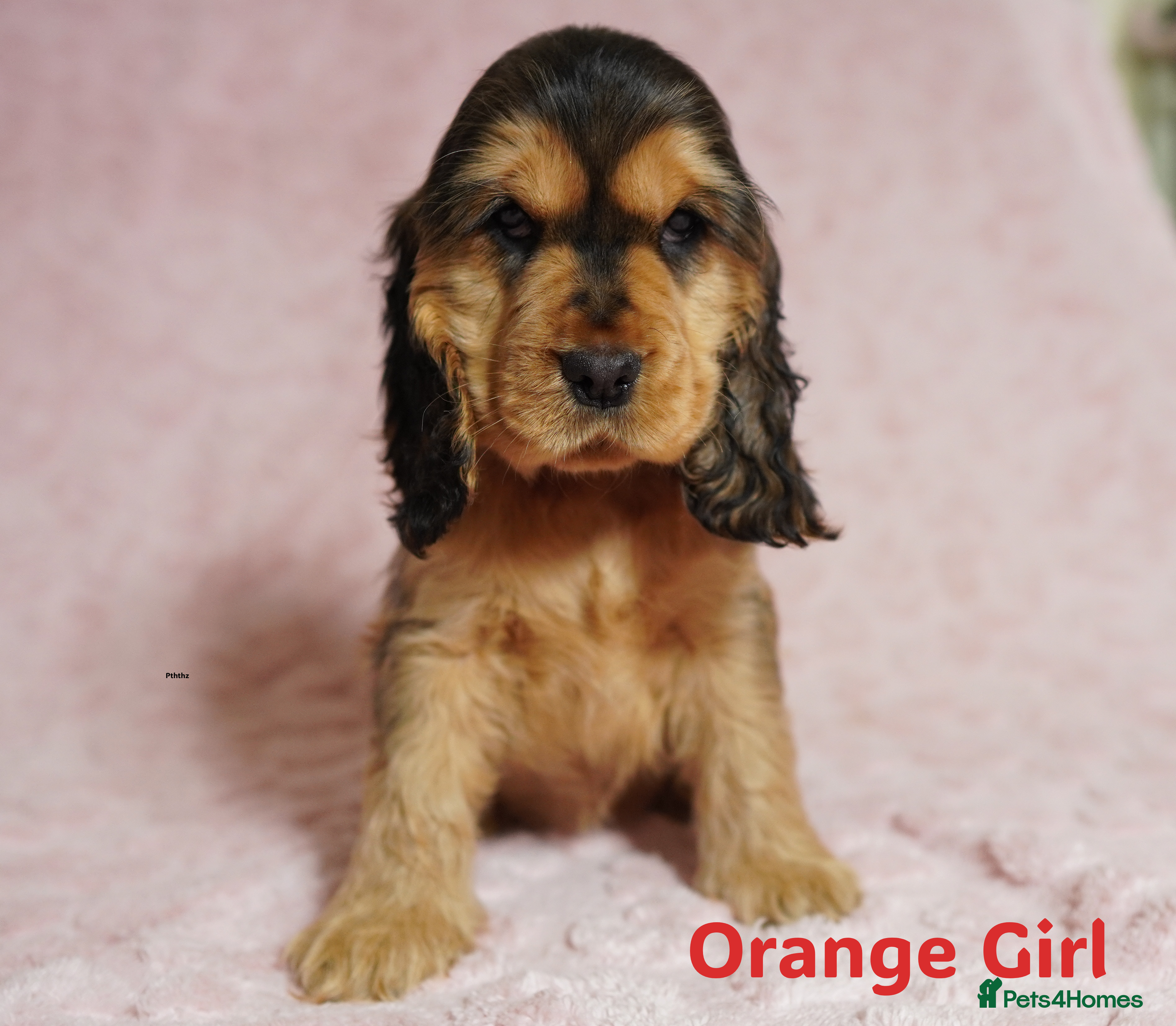 Cocker Spaniel dogs Quality, KC reg, show type cocker spaniel puppies - Advert 7