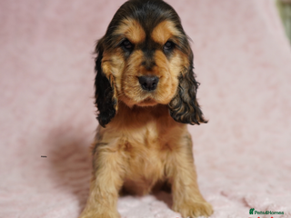 Cocker Spaniel dogs Quality, KC reg, show type cocker spaniel puppies - Advert 7