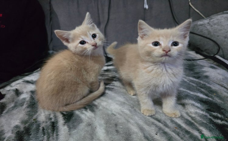 Mixed Breed cats - Advert 2