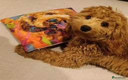 Cockapoo dogs for stud: (UNPROVEN) cockapoo male F3 available for stud   - Image 3