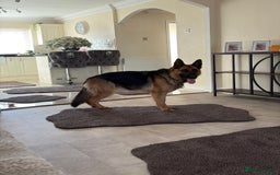 German Shepherd dogs for sale: Family reared GSD pups.  - Image 14