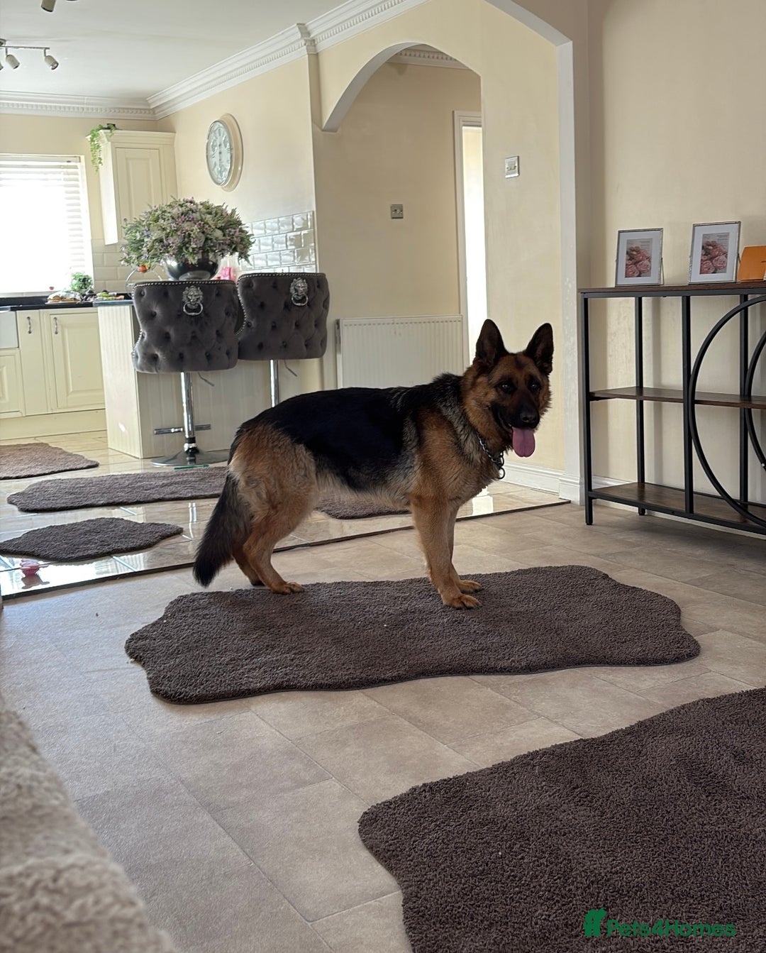 German Shepherd dogs for sale: Family reared GSD pups.  - Image 14