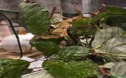 Stick Insects invertebrates for sale: Extatosoma tiaratum Spiny Leaf insect EGGS - Image 6