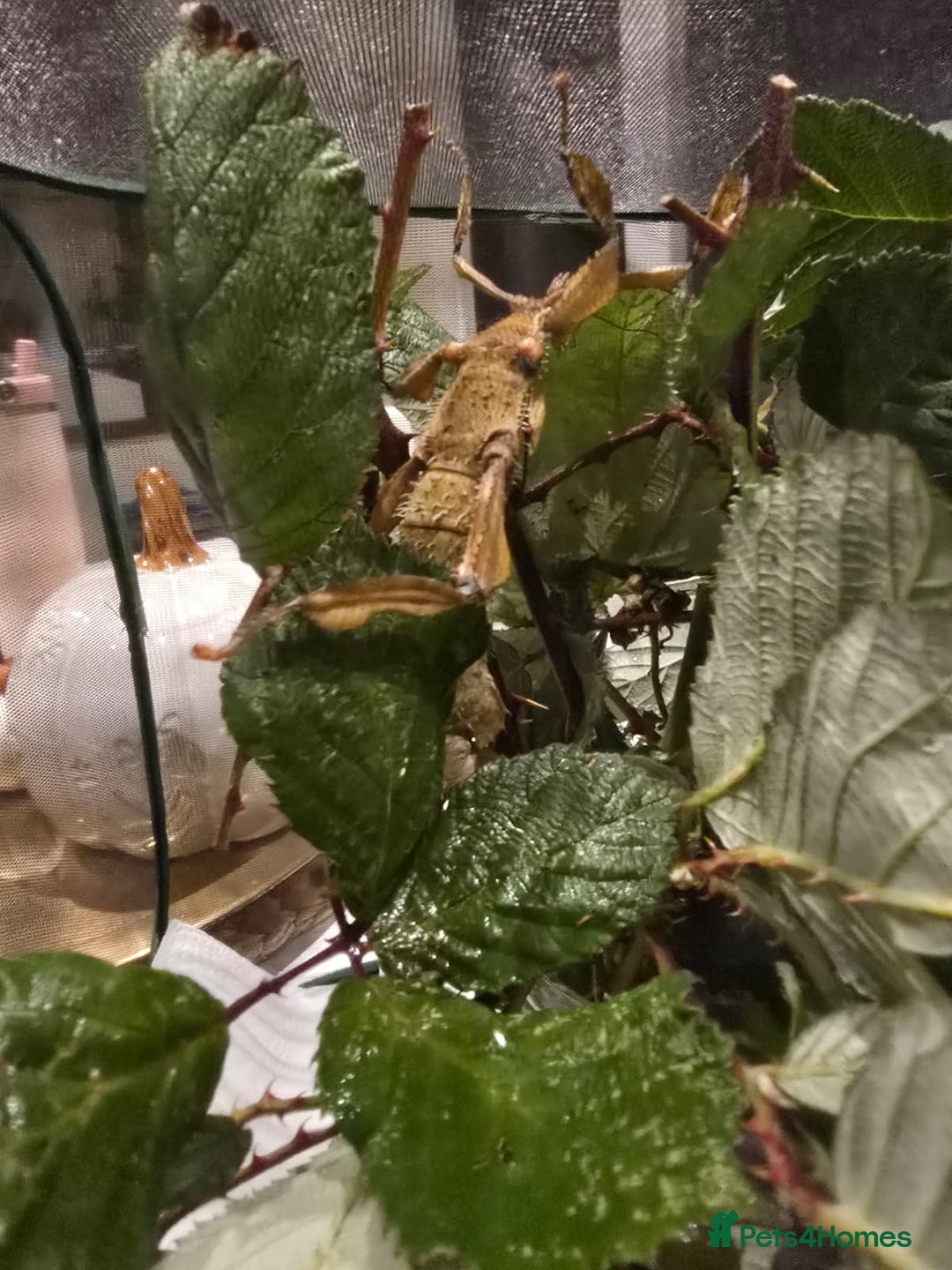 Stick Insects invertebrates for sale: Extatosoma tiaratum Spiny Leaf insect EGGS - Image 6