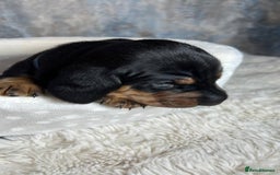 Dachshund dogs for sale: Standered dachunds. Only 2 remain - Image 7