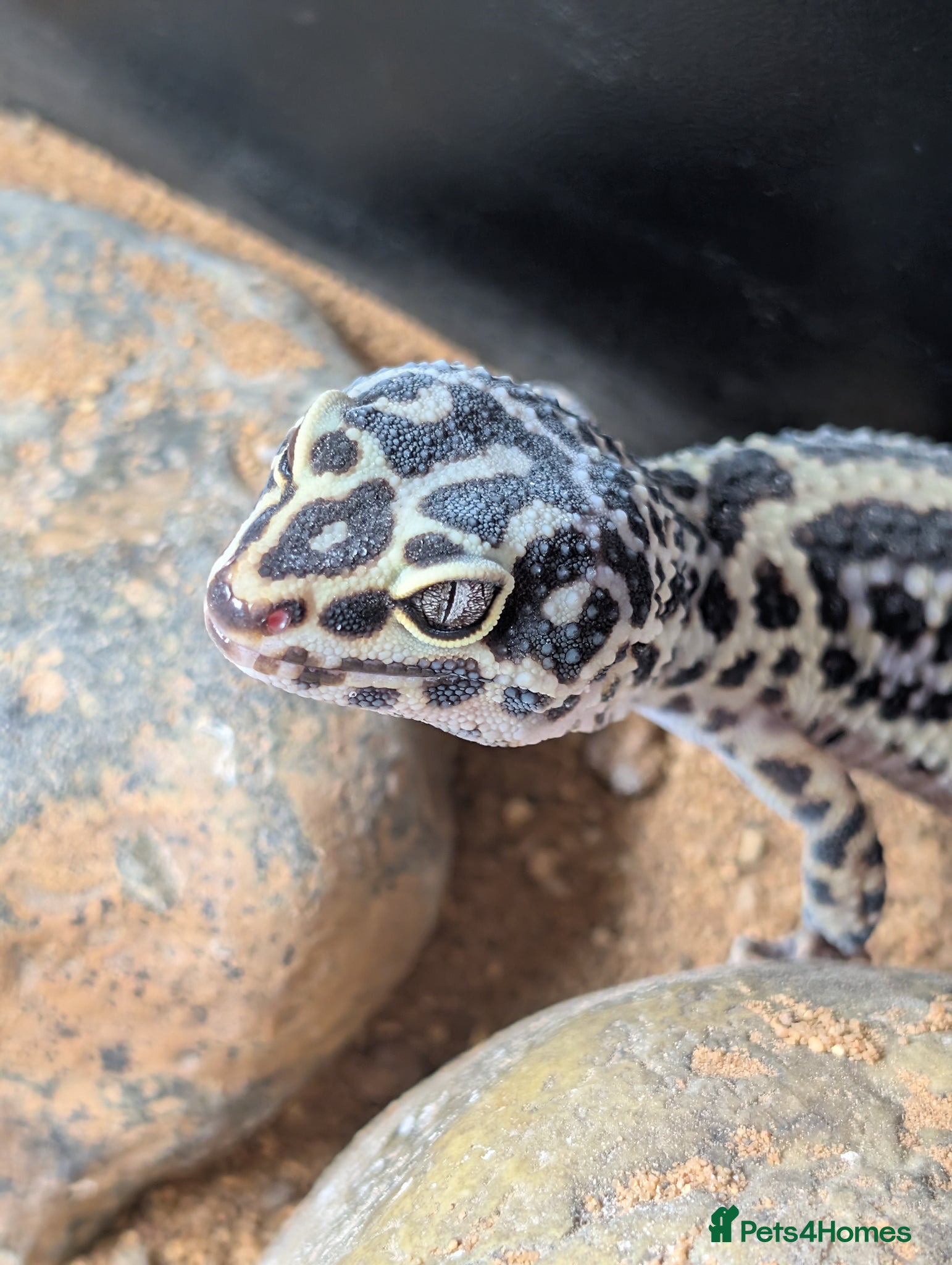 Leopard Gecko reptiles Leopard Gecko approx 2 years old - Advert 15