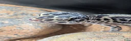 Leopard Gecko reptiles for sale: Leopard Gecko approx 2 years old in Chelmsford - Advert 1