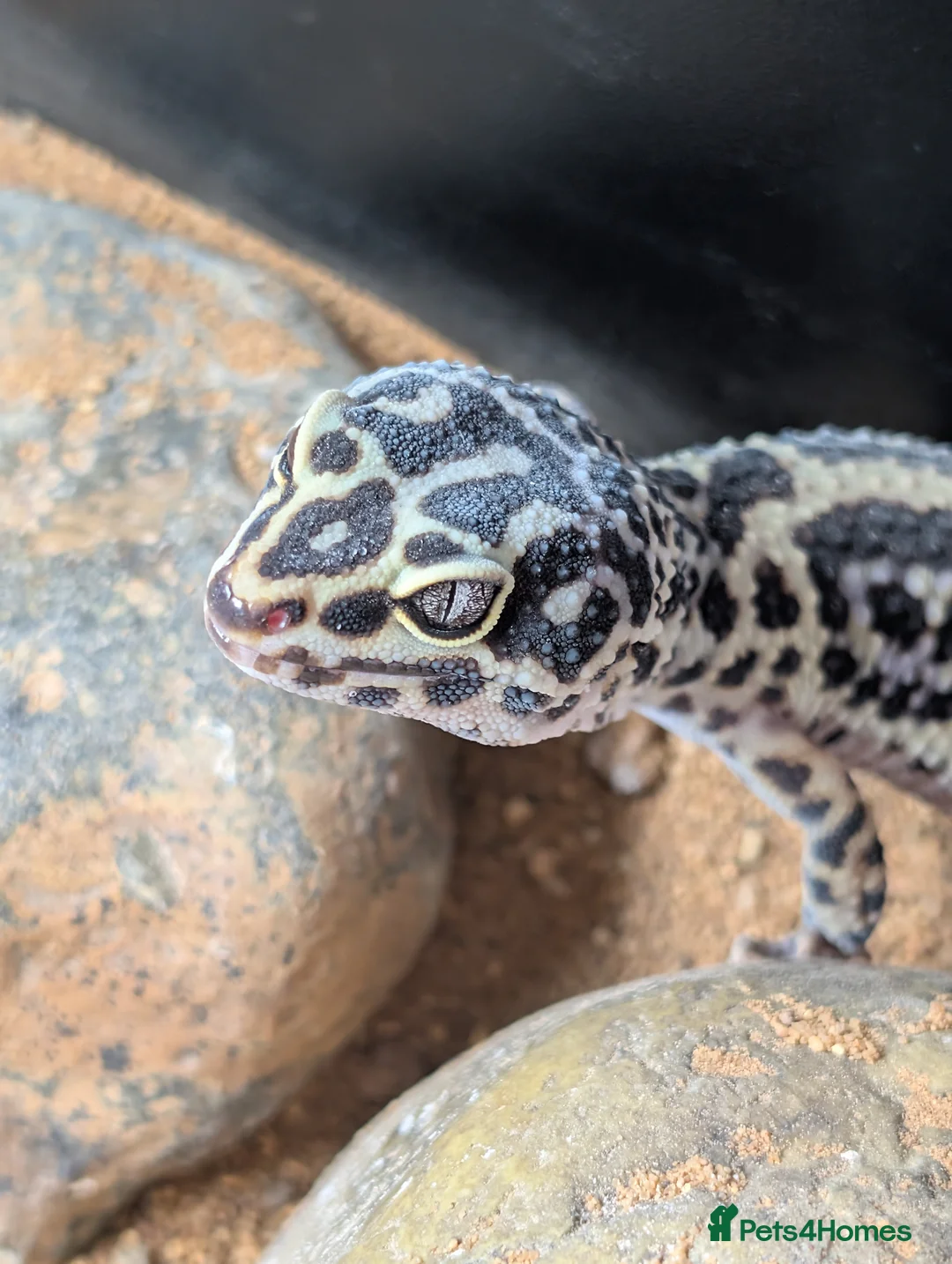 Leopard Gecko reptiles for sale: Leopard Gecko approx 2 years old in Chelmsford - Advert 1