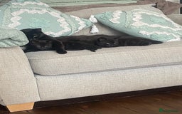 Mixed Breed cats for sale: Beautiful friendly kittens  - Image 4