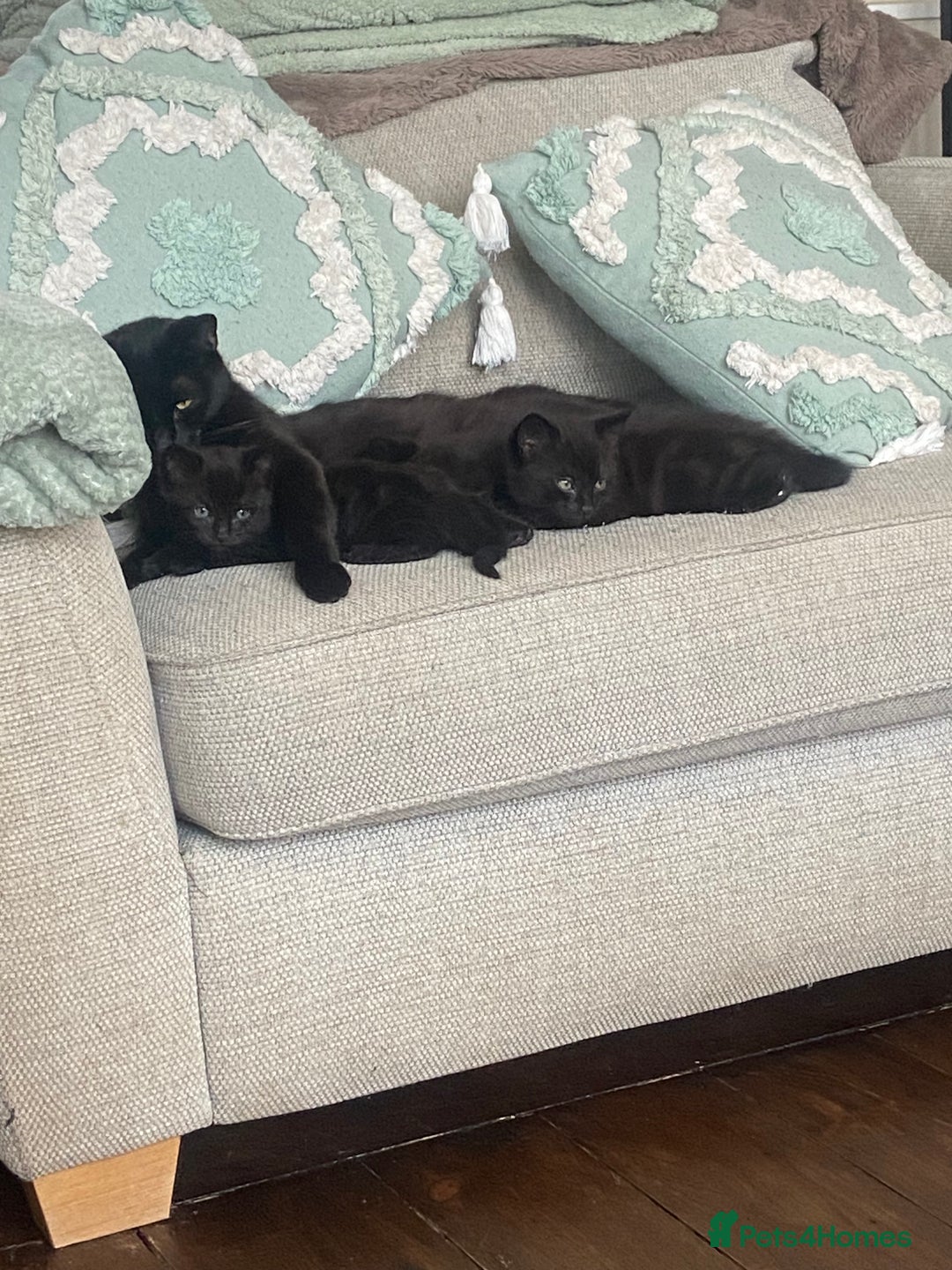 Mixed Breed cats for sale: Beautiful friendly kittens  - Image 4