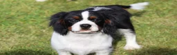 Cavalier King Charles Spaniel dogs for sale: Beautiful Cavalier King Charles Spaniel male  - Advert 24