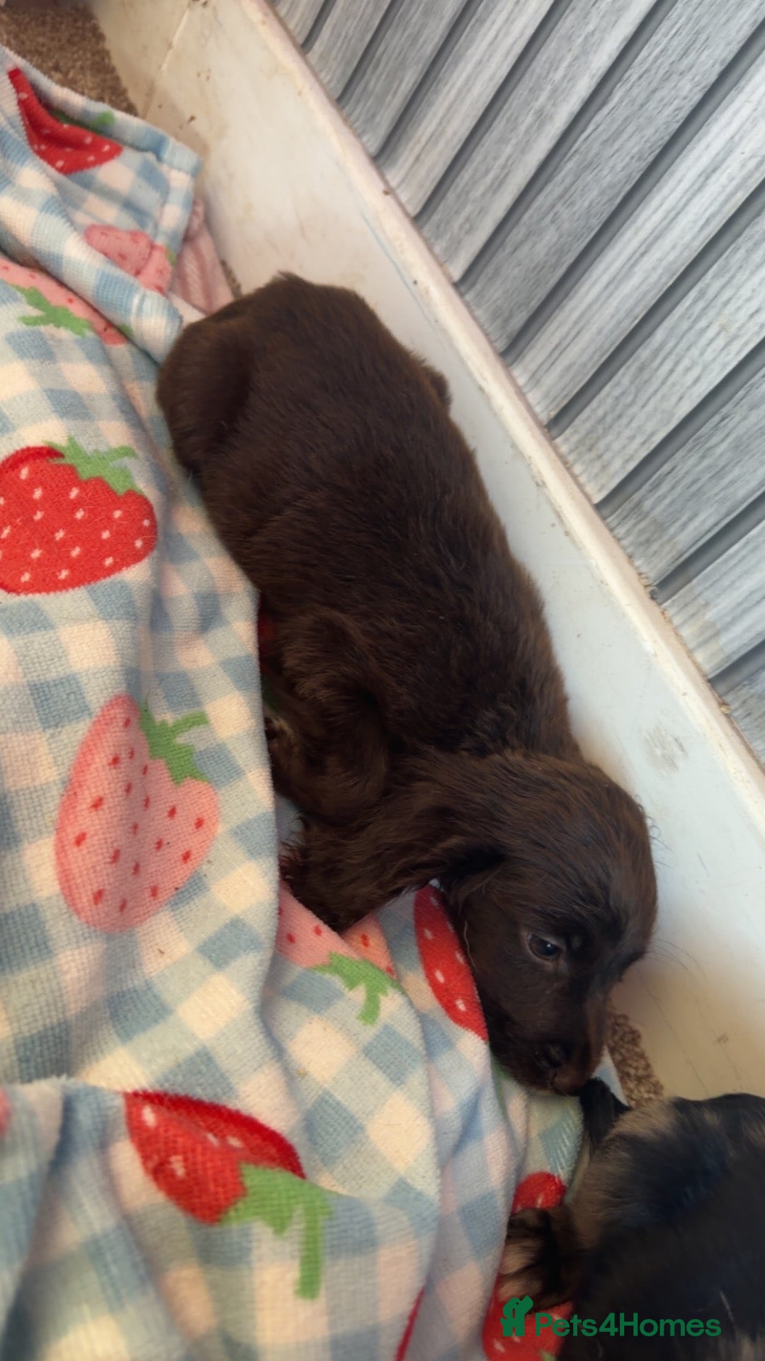 Cocker Spaniel dogs Cocker Spaniels  - Advert 3