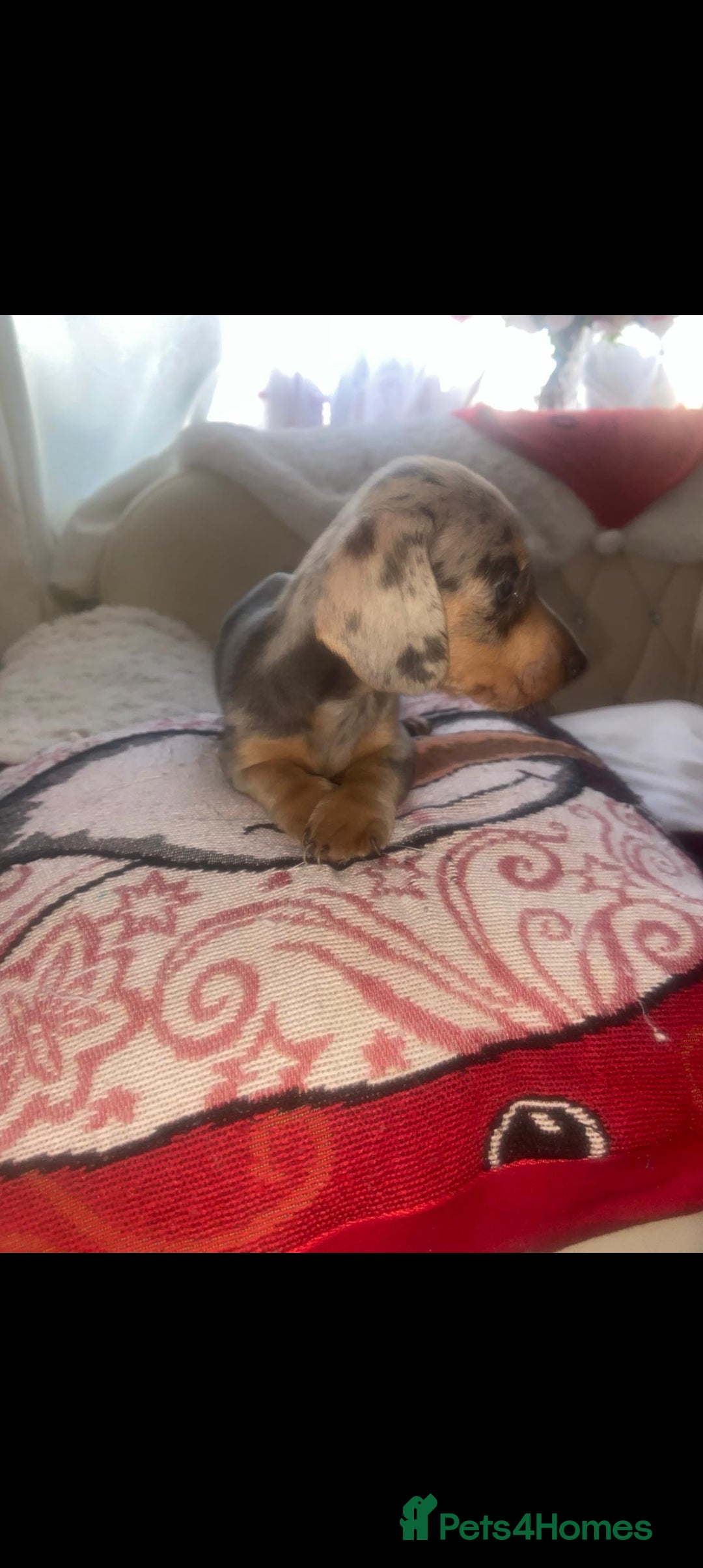 Dachshund dogs for sale: Dashound puppy  - Advert 7