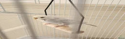 Budgerigars birds for sale: 9 x budgies to go together - Advert 6