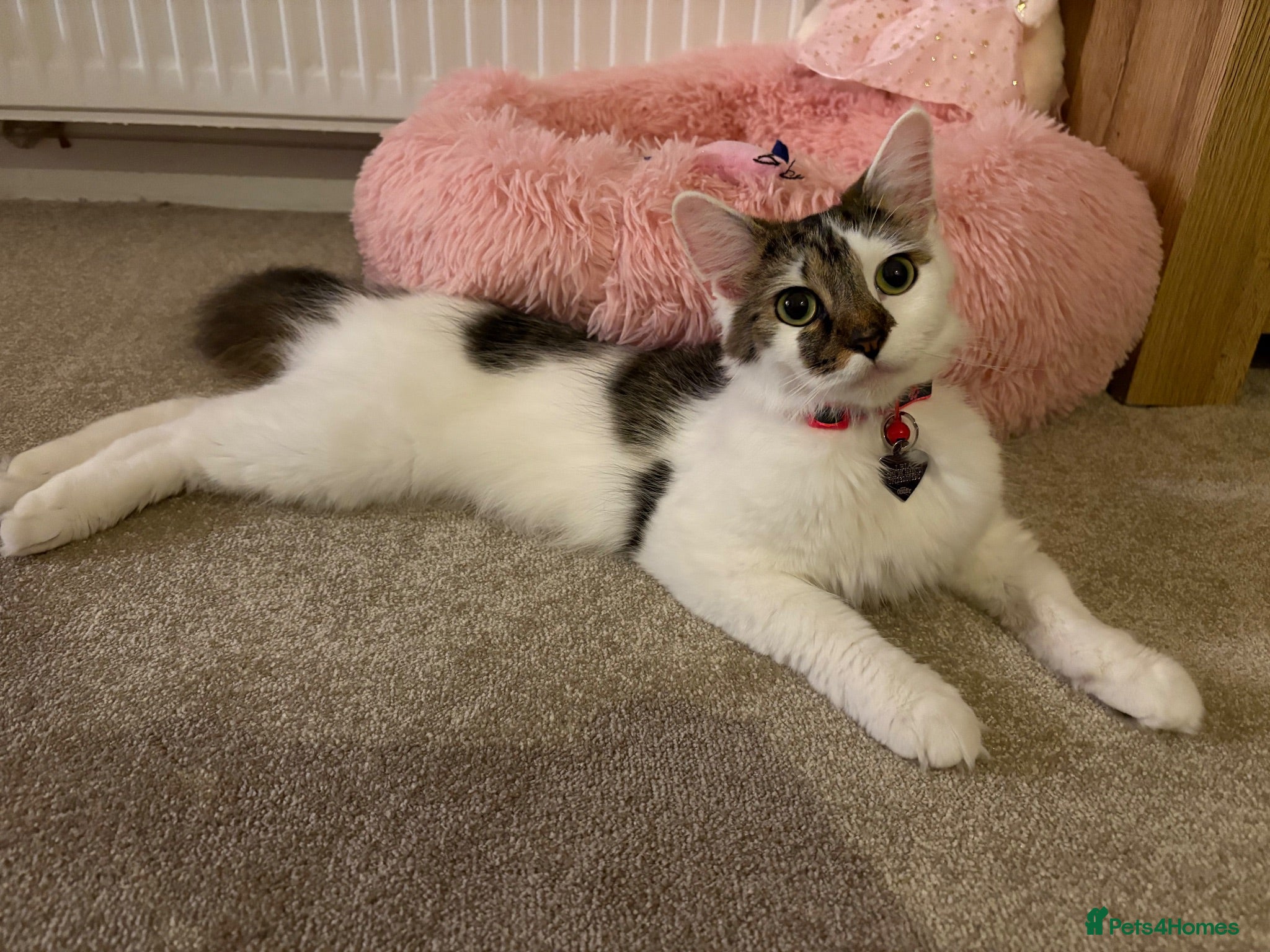 Mixed Breed cats Beautiful Kittens for sale - Advert 2