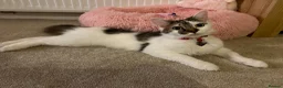 Mixed Breed cats for sale: Beautiful Kittens for sale in Reading - Advert 1