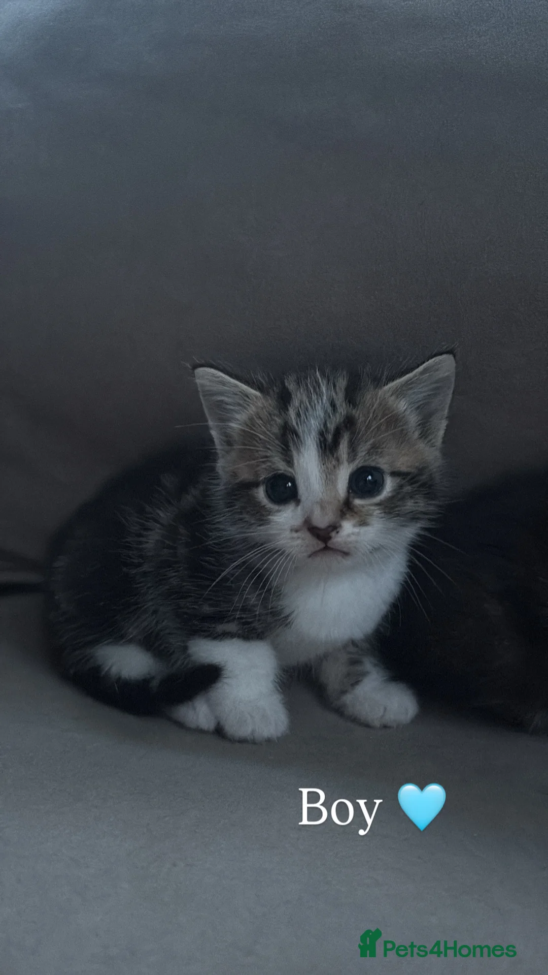 Mixed Breed cats for sale: 4 adorable kittens - Advert 2