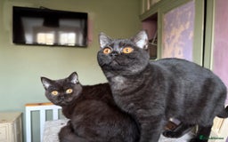 British Shorthair cats for sale: Beautiful British Shorthair kittens - Image 14