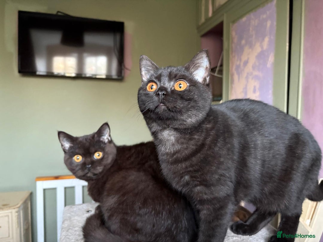 British Shorthair cats for sale: Beautiful British Shorthair kittens - Image 14