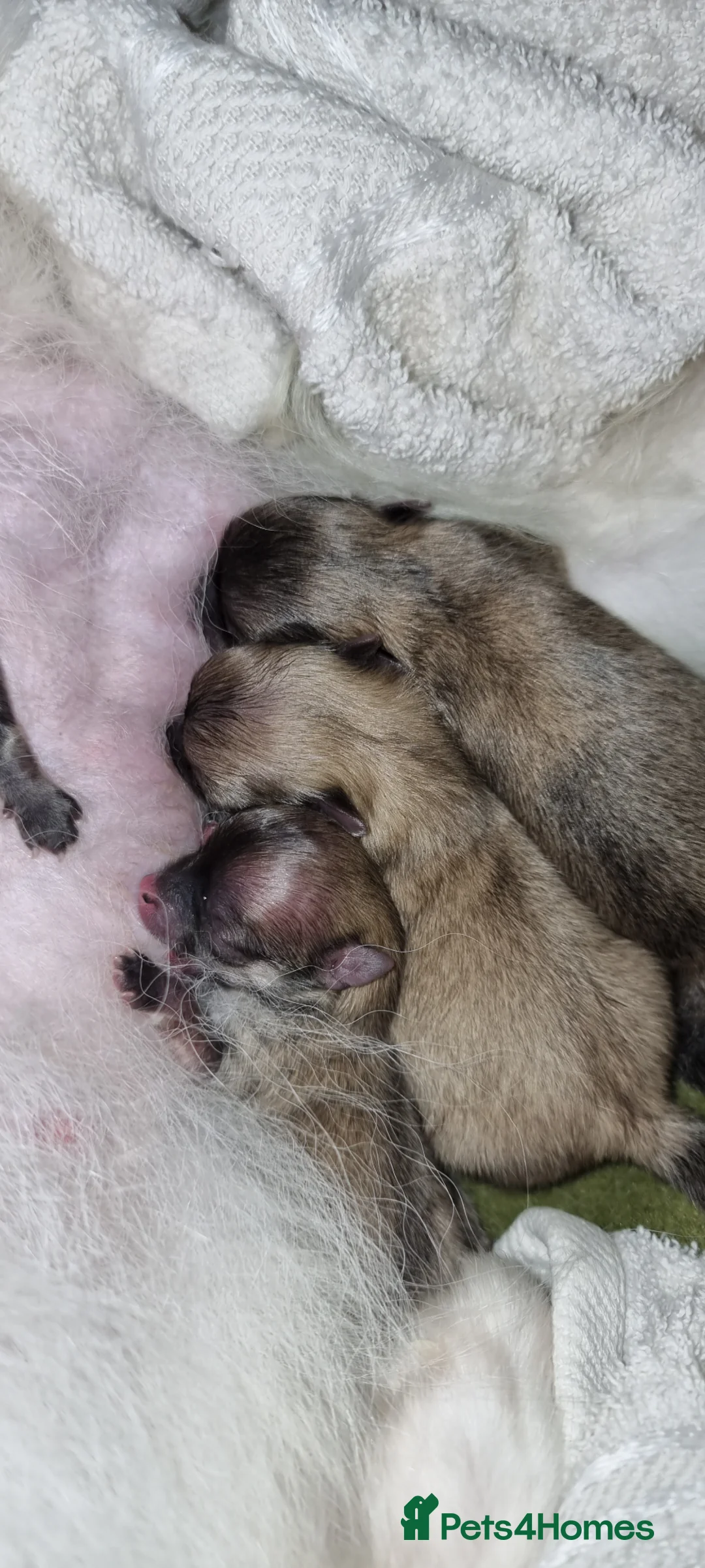 Pomeranian dogs for sale: Puppies  - Advert 37