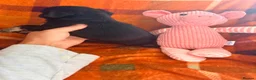 Pug dogs for sale: Panda 🐼 pug puppies carrying pink - Advert 3