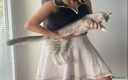 Maine Coon cats for sale: STUNNING Maine Coon OFFERS WELCOME ON LAST KITTEN in Nottingham - Image 1