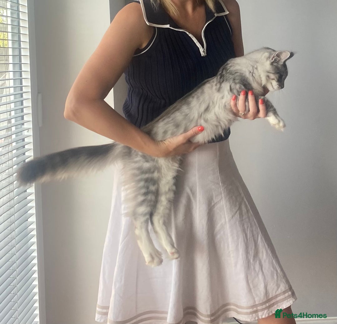 Maine Coon cats for sale: STUNNING Maine Coon OFFERS WELCOME ON LAST KITTEN in Nottingham - Image 1