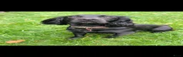 Cocker Spaniel dogs for sale: KC Registered FTCH bloodline Working Cocker Pups - Advert 16