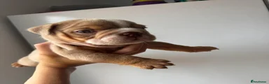 English Bulldog 2