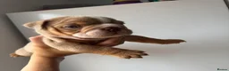 English Bulldog dogs for sale:   Beautiful English Bulldog Puppies  - Advert 4