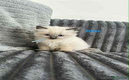 Ragdoll cats for sale: 5 Adorable Ragdoll Kittens🐾 - Image 8