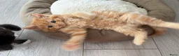 Mixed Breed cats for sale: Beautiful mixed-breed kittens! - Advert 37
