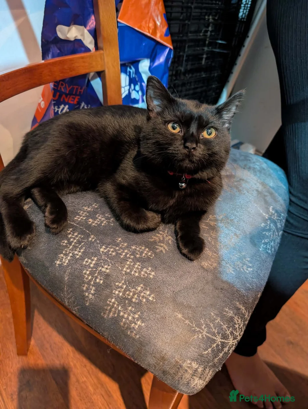 Mixed Breed cats for sale: Mixed british shorthair kitten in Swindon - Advert 24